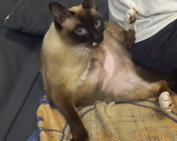 Мансе, 8 лет, с. Чигири