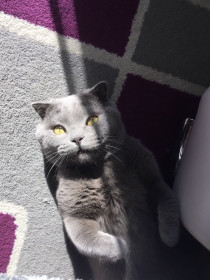 Кекс, 6 лет, г. Благовещенск