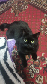 Эмма, 3 года, г. Белогорск