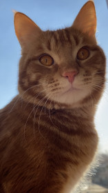 Семуля, 3 года, 4 кг. г.Белогорск