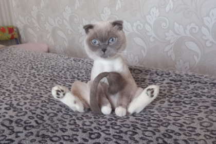 Кот Саймон, 5 лет, г. Благовещенск