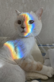 Марсель, 9 лет, г. Благовещенск