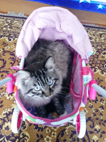 Цезарь, 3 кг, 4 года, с. Введеновка, Серышевский район