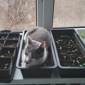 Дымок,1 год, село Нижняя Полтавка