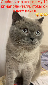 Гуччи, 8 лет, 7 кг. г. Свободный