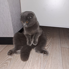 Бяся, 3 кг, 3 годика, с. Тамбовка