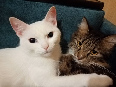 Тигра и Роза, по 2 года