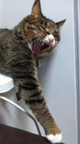 Кот Кузя, 7 лет