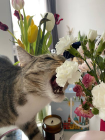 Кошка Зефирка, 5 лет, г. Санкт-Петербург