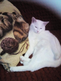 Кот Бель, 5 лет. с. Тамбовка