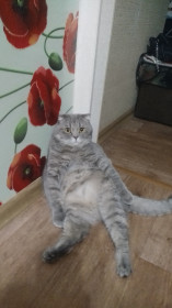 Мартин (Мартын), 3 года, Благовещенск