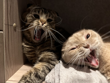 Кот Персик (7 лет), кот Борис (1 год)