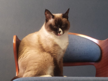 Пенилопа, 10 лет