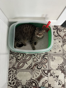 Кошка Микаса, 3 года, 2 кг. г. Благовещенск