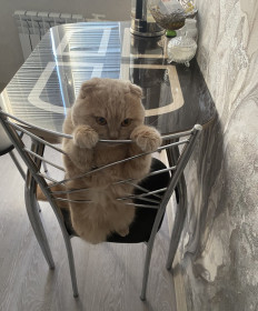 Филя, 2 года, г. Райчихинск