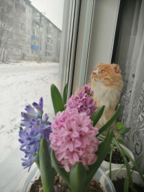 Котик Вафля, 1 год. г. Белогорск