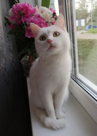 Алиса, 5 лет, г Белогорск