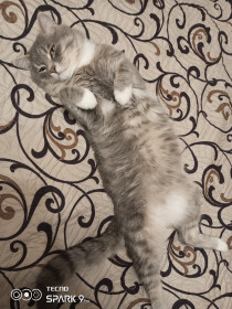 Кот Пушок, 2 года