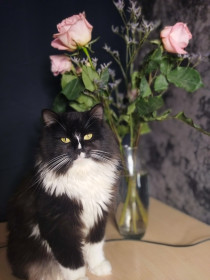 Васо, 2 года, с. Безозëрное