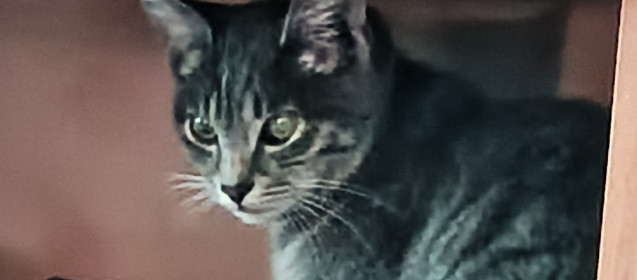 Билли, 7 месяцев, 900 г. г. Сковородино