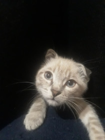 Фитиль, 7 месяцев, 900 г. г. Сковородино