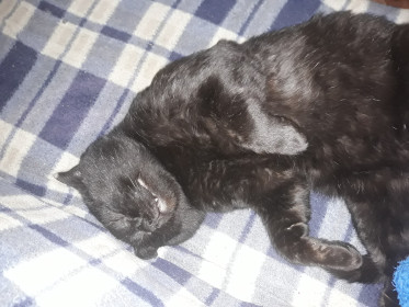 Фредди, 3 года, 3 кг.  г. Сковородино