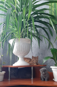 Кошечка Алиса, 8 лет, фолдик Филя, 1,5 месяца и мейн-кун Рыжий, 3 мес. г. Сковородино