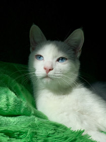 Кошечка Мулан, 10 мес., г. Благовещенск