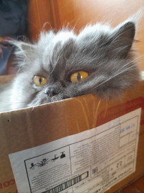 Перс-пенсионер Горынчик. г. Благовещенск