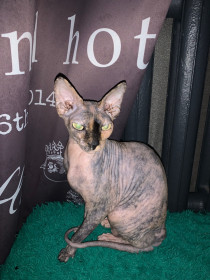 Беллатриса-Империя, 8 лет, г.Тында