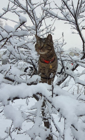 Барсик, 2 года. с. Соловьевск