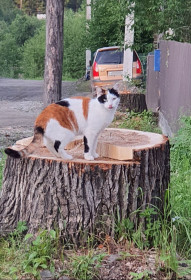 Алиска, 3 года. с. Соловьевск