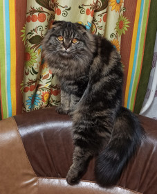 Наша вислоушка, донна Жура, 3 года