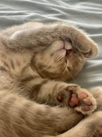 Анфиса, 1,5 года. г. Благовещенск