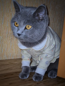 Мурочка. 2,5 года, 4 кг. г. Благовещенск