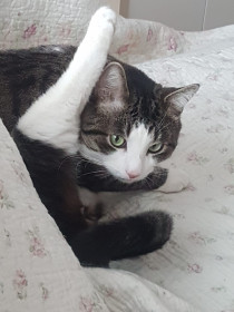 Тимофей, 10 лет, 8 кг. г. Серпухов Московской области