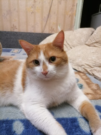 Жорик, 3 года, вес 8 кг. г. Воронеж