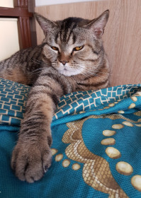 Васька, 5 лет, 9 кг. г. Благовещенск