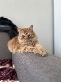 Рыжик, 8 мес., 3 кг, г. Свободный