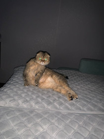 Сильва, 3 года, 4 кг, г. Свободный