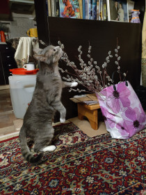 Барсик, 14 лет, 4 кг, г. Благовещенск