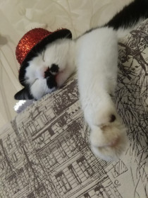 Чаплин, 10 лет, 4 кг. г. Свободный