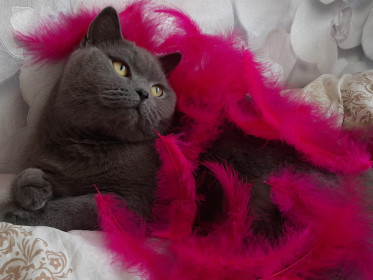 Боня, 4 года, 5 кг, г. Свободный