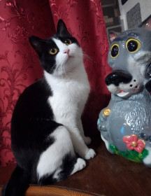 Анфиса, 3,5 года, 3,5 кг.г. Свободный