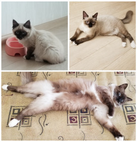 Тема, 1,5 года, 5 кг, г. Благовещенск