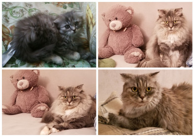 Ада, 9 лет, 6 кг, г. Благовещенск