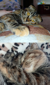 Бусинка, 3,5 месяца, с. Ивановка