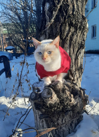 Кот Ирбис, 10 месяцев, с. Чигири