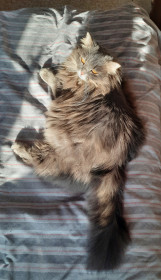 Кошка Соня, 4 года, с. Чигири