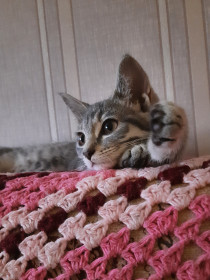 Кошка Алиса, 2 года, с. Чигири